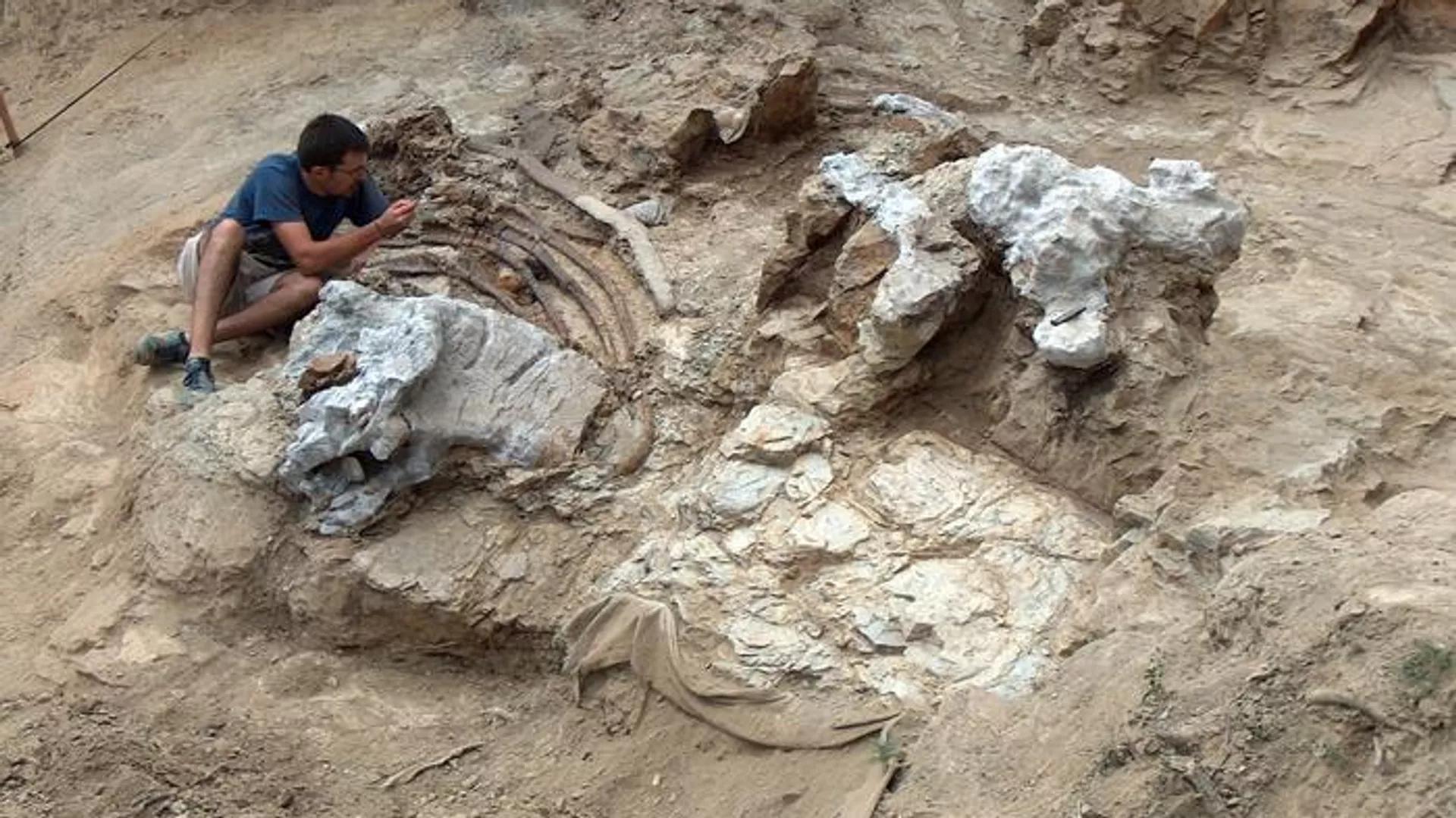 Spanish Excavation Unearths 'Titan' Dinosaur From Prehistoric Past Spanish Excavation Unearths 'Titan' Dinosaur From Prehistoric Past