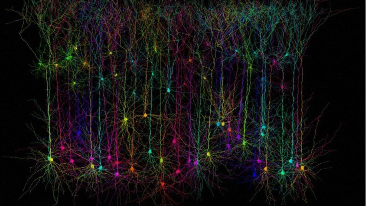 Researchers Unveil Stunning New Brain Atlas That Charts Over 3 000 Researchers Unveil Stunning New Brain Atlas That Charts Over 3 000