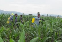 Maize farmers worry as fall armyworms build resistance against pesticides Maize farmers worry as fall armyworms build resistance against pesticides
