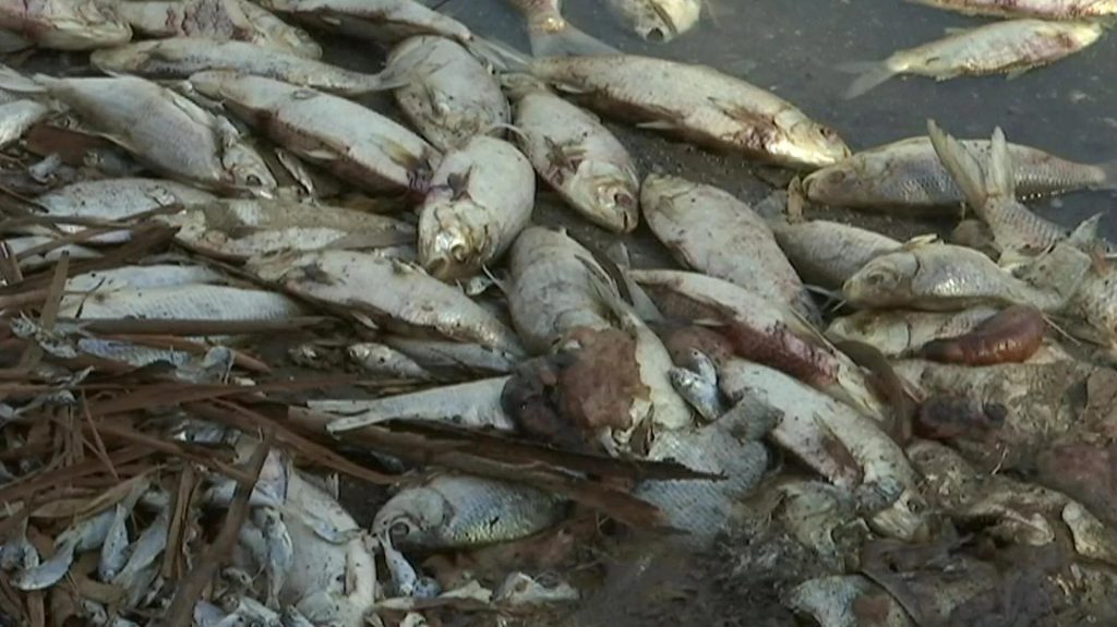 Quarter Of World's Freshwater Fish Face Extinction - Study - Rwanda