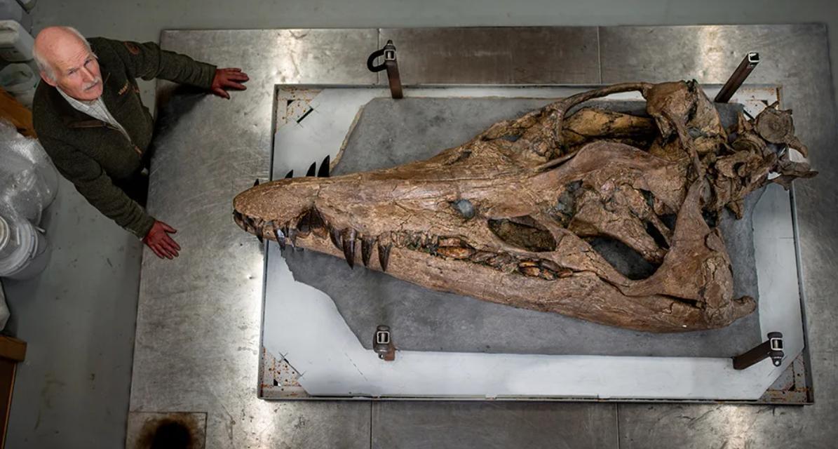 Oceanic T Rex Giant Pliosaur Skull Discovered Off Uk S Jurassic Coast