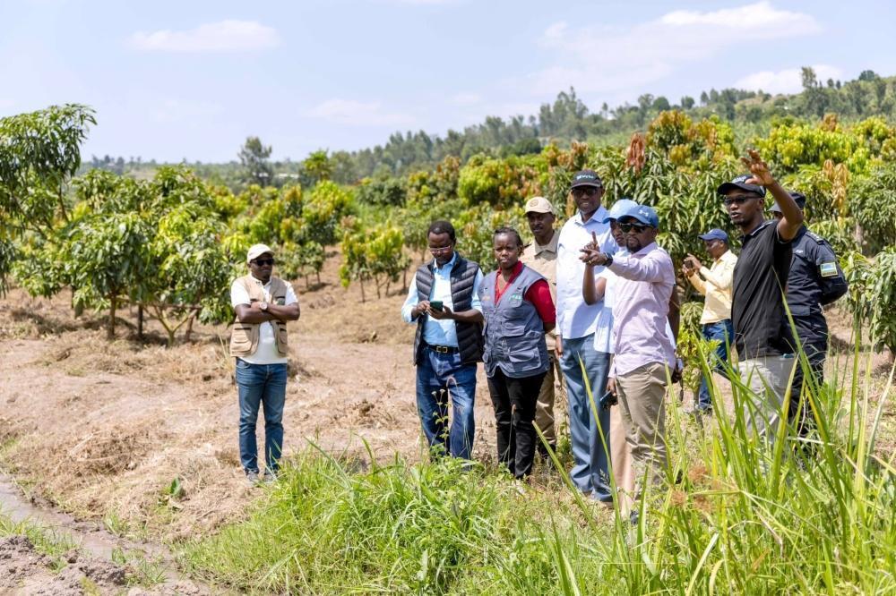 MINAGRI launches campaign to eradicate mango mealybugs - Rwanda