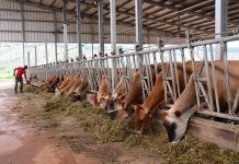 Inside Rwanda’s Rwf7tn agriculture strategic plan Inside Rwanda’s Rwf7tn agriculture strategic plan