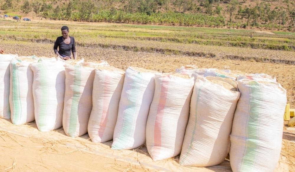 Govt to buy 26,000 tonnes of rice to cushion farmers from losses Govt to buy 26,000 tonnes of rice to cushion farmers from losses