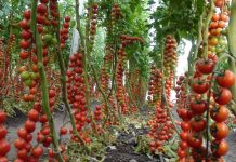 Why urban farming matters in Kigali Why urban farming matters in Kigali