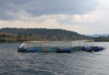 Cage farming to account for 73% of Rwanda’s fish production Cage farming to account for 73% of Rwanda’s fish production