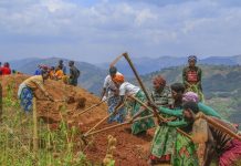 Farmers shift to short-cycle crops amidst minimal rains Farmers shift to short-cycle crops amidst minimal rains