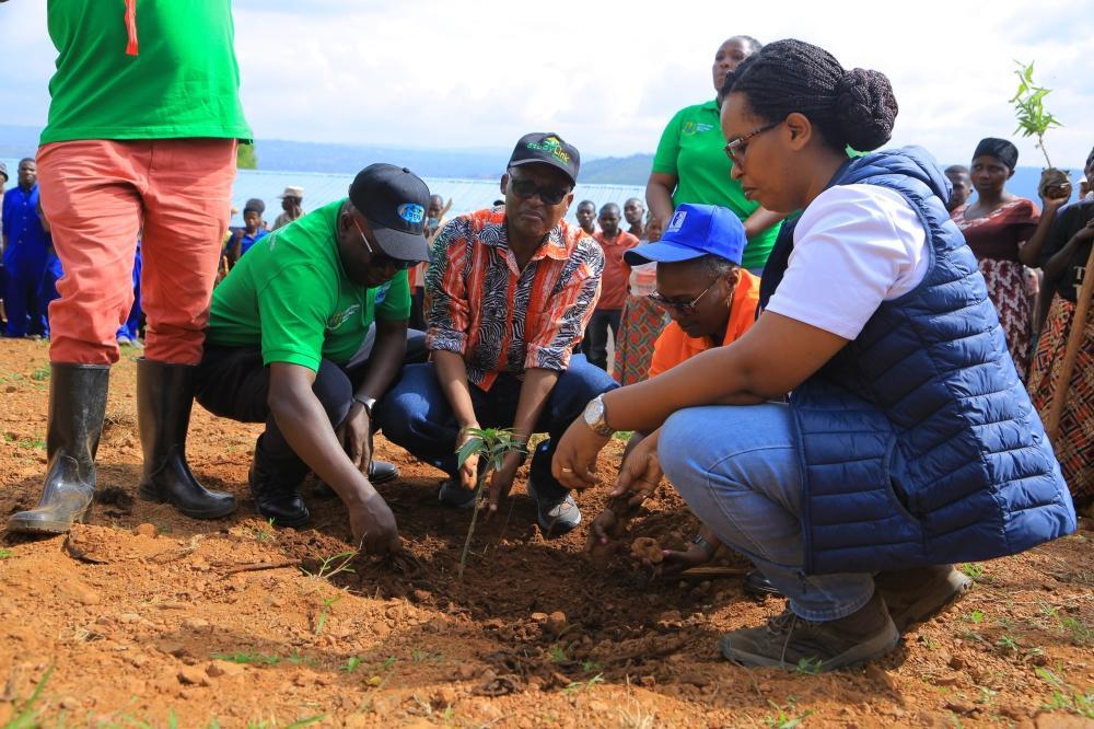 Raising survival rates of planted trees to help Rwanda tap into carbon market Raising survival rates of planted trees to help Rwanda tap into carbon market