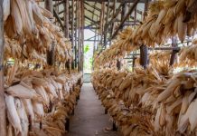 Rwanda boosts maize drying, storage facilities to cut post-harvest losses Rwanda boosts maize drying, storage facilities to cut post-harvest losses