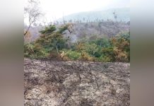 Govt seeks carbon market for Rwf5bn reforestation project Govt seeks carbon market for Rwf5bn reforestation project