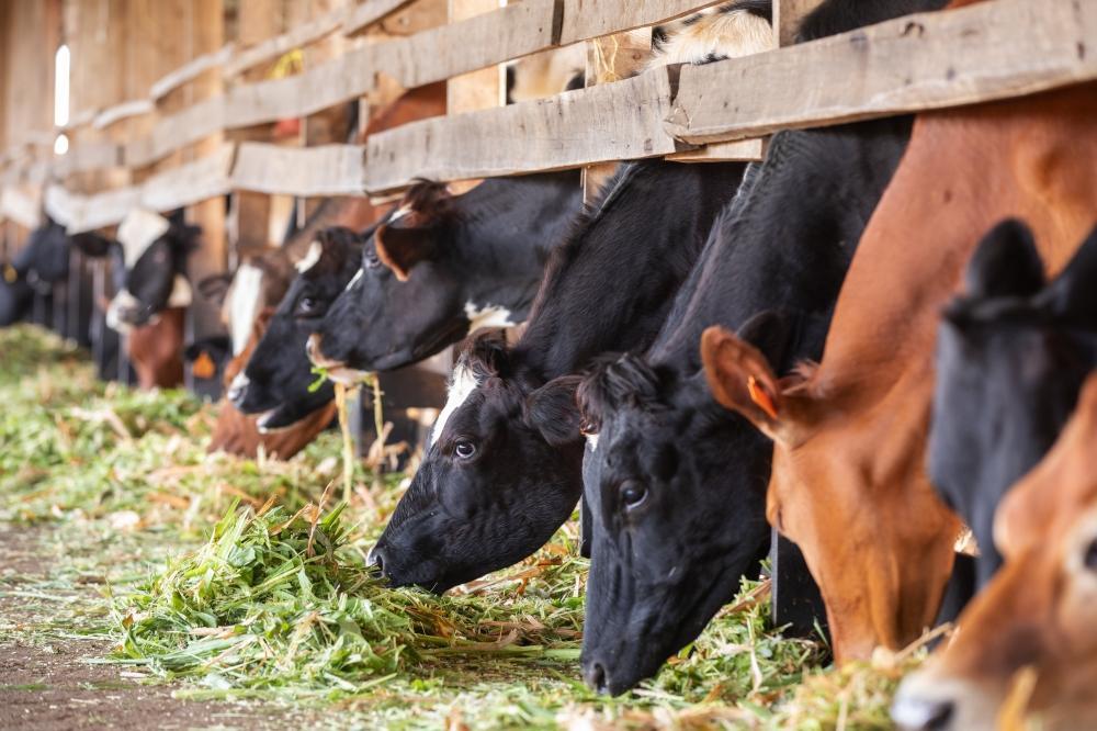 Govt seeks investor to take over major beef project Govt seeks investor to take over major beef project