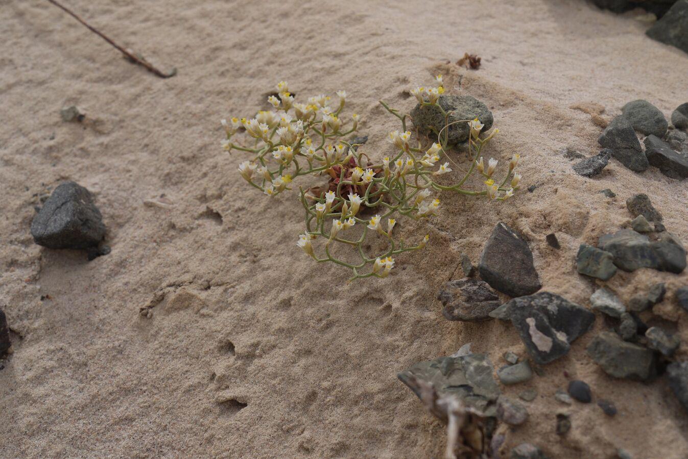 Russian Scientists Discover Fossils of Giant Fish With Buzzsaw Teeth Russian Scientists Discover Fossils of Giant Fish With Buzzsaw Teeth