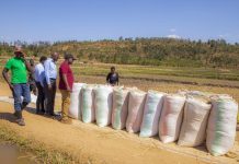 Govt set to increase rice farming by 2,000ha in 2025 Govt set to increase rice farming by 2,000ha in 2025