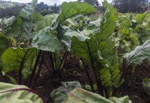 Farmers Envision Promising Future for Beetroot Farmers Envision Promising Future for Beetroot