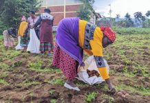 Improved potato seeds boost production in Musanze Improved potato seeds boost production in Musanze