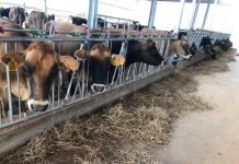 Senate Revises Budget for Agriculture and Youth Jobs Senate Revises Budget for Agriculture and Youth Jobs