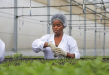 Govt to Pilot Three Biotech Crops Govt to Pilot Three Biotech Crops