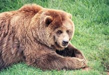 Bear Facts on Hibernating Grizzlies and Blood Clots Bear Facts on Hibernating Grizzlies and Blood Clots