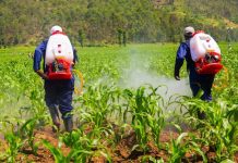 Potato, maize farmers decry rising pesticide prices Potato, maize farmers decry rising pesticide prices