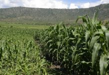 New Biotech Maize Trials Offer Hope Against Fall Armyworm New Biotech Maize Trials Offer Hope Against Fall Armyworm