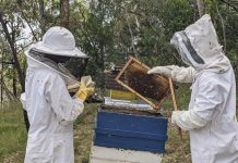 Rwanda eyes billions of francs in honey exports Rwanda eyes billions of francs in honey exports