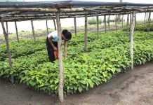 Why Rwanda is prioritising native tree species planting Why Rwanda is prioritising native tree species planting