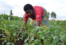 Banks put on the spot over agriculture loans Banks put on the spot over agriculture loans