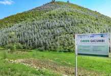 How Rwanda is faring on carbon market How Rwanda is faring on carbon market