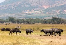 Rwanda to Establish Regional Conservation Academy Rwanda to Establish Regional Conservation Academy