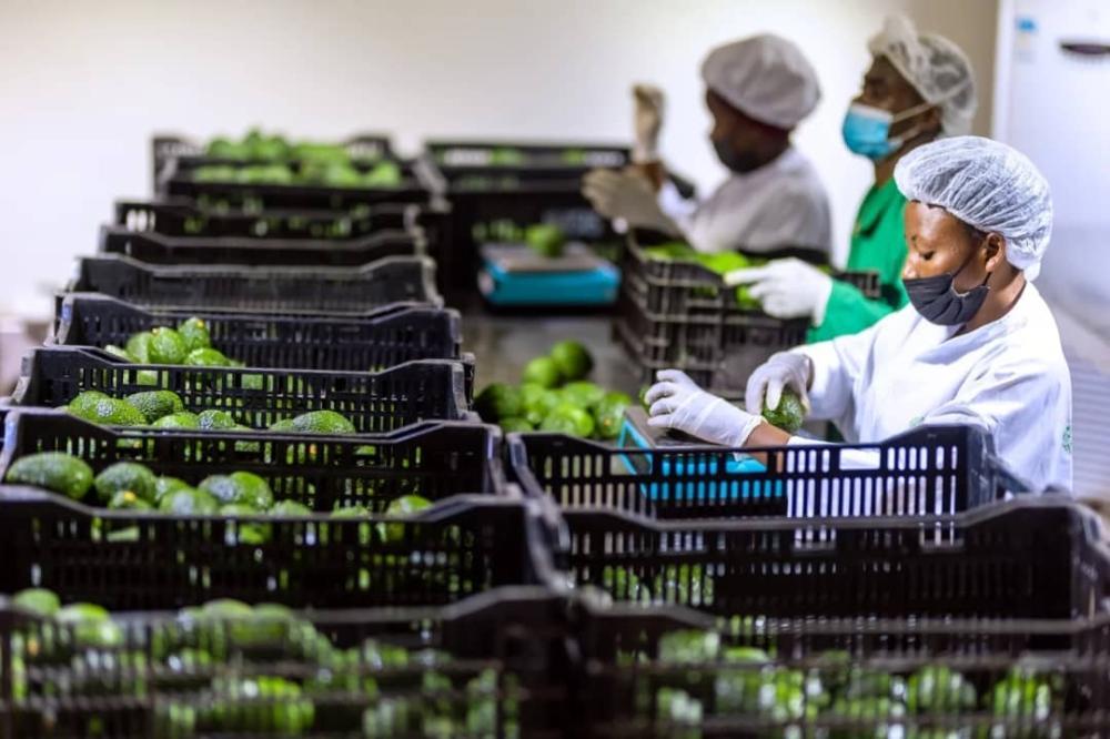 20 Green Companies Seek Rwf5 Billion for Food Economy 20 Green Companies Seek Rwf5 Billion for Food Economy