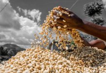 Rwanda Coffee Fetches Record $88 Per Kilo at Auction Rwanda Coffee Fetches Record $88 Per Kilo at Auction