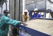 Why online auction for Rwanda’s best coffee matters Why online auction for Rwanda’s best coffee matters