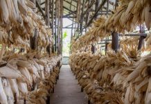 Mixed Reactions on Government Ending Farm Price Regulation Mixed Reactions on Government Ending Farm Price Regulation