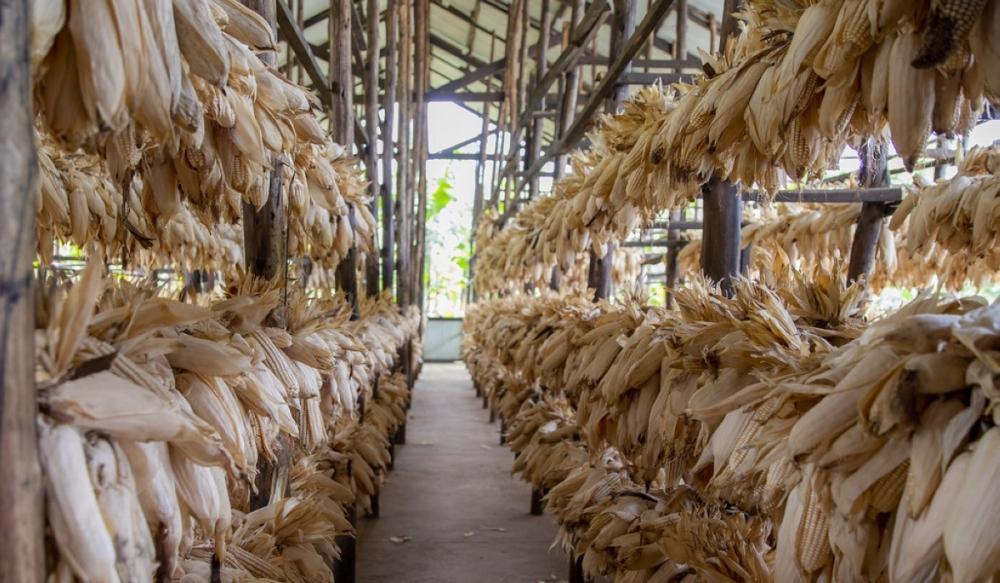 Mixed Reactions on Government Ending Farm Price Regulation Mixed Reactions on Government Ending Farm Price Regulation