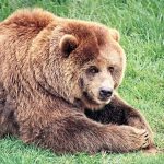 Hibernating Grizzlies and Their Role in Preventing Clots Hibernating Grizzlies and Their Role in Preventing Clots