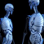 Scientists Discover New Organ in Human Body Scientists Discover New Organ in Human Body