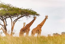 Akagera National Park Among Top 25 Destinations for 2026 Akagera National Park Among Top 25 Destinations for 2026