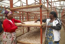 Kilimo Trust’s 20 Years of Impact in Rwanda Kilimo Trust's 20 Years of Impact in Rwanda