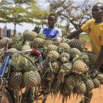 New push to expand access to finance for Rwandan farmers New push to expand access to finance for Rwandan farmers