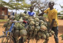 New push to expand access to finance for Rwandan farmers New push to expand access to finance for Rwandan farmers