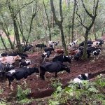 Govt Launches Ring Vaccination for Foot and Mouth Outbreak Govt Launches Ring Vaccination for Foot and Mouth Outbreak