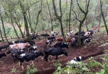 Govt Launches Ring Vaccination for Foot and Mouth Outbreak Govt Launches Ring Vaccination for Foot and Mouth Outbreak