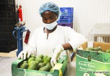Rwanda may soon export avocados to China Rwanda may soon export avocados to China