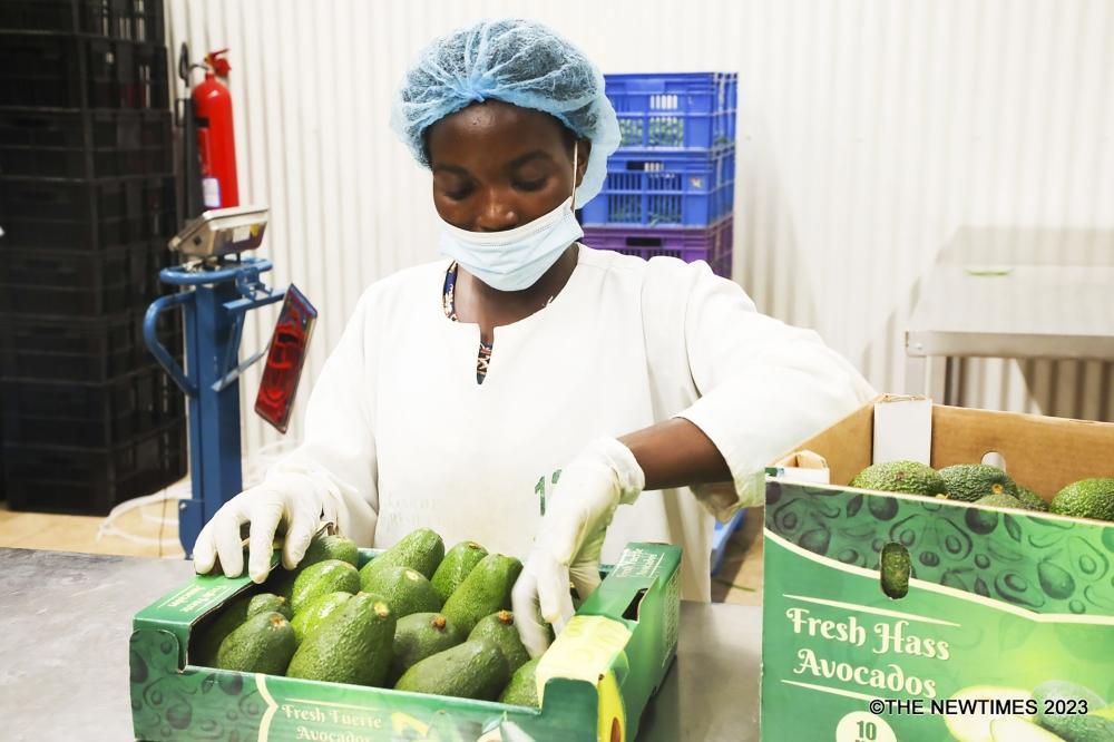 Rwanda may soon export avocados to China Rwanda may soon export avocados to China