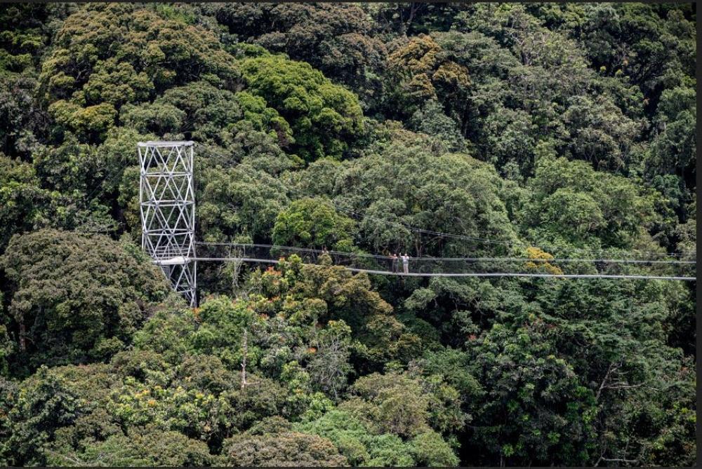 Rooted in Accountability Rwanda’s IPSAS Journey and Agroforestry Rooted in Accountability Rwanda’s IPSAS Journey and Agroforestry