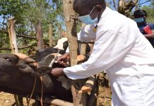 Rwanda Expands Disease Tracking to Animals and Wildlife Rwanda Expands Disease Tracking to Animals and Wildlife
