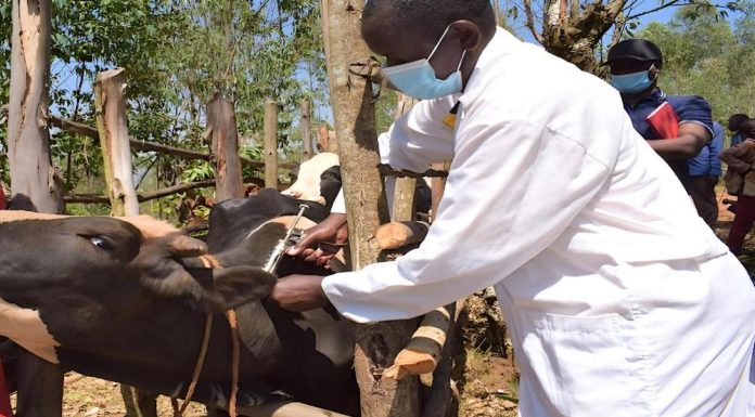 Rwanda Expands Disease Tracking to Animals and Wildlife Rwanda Expands Disease Tracking to Animals and Wildlife