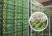 Avocado Farmers Exporters Optimistic About China Access Avocado Farmers Exporters Optimistic About China Access