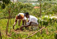 Inside new digital systems tracking forest growth Inside new digital systems tracking forest growth