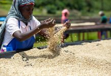 Coffee Sector Tightens Land Monitoring for EU Rules Coffee Sector Tightens Land Monitoring for EU Rules